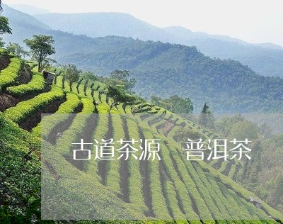 古道茶源 普洱茶/2023041231473